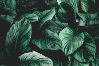 Fototapete Leaves of Spathiphyllum cannifolium, abstract green texture, nature background, tropical leaf