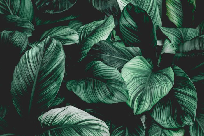 Fototapete Leaves of Spathiphyllum cannifolium, abstract green texture, nature background, tropical leaf
