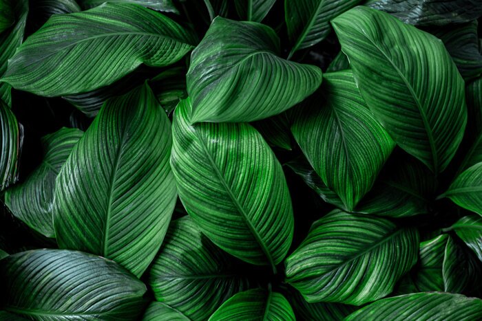 Fototapete leaves of Spathiphyllum cannifolium, abstract green texture, nature background, tropical leaf