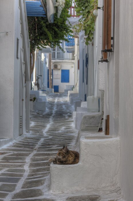 Fototapete Leere Gasse mit Katze