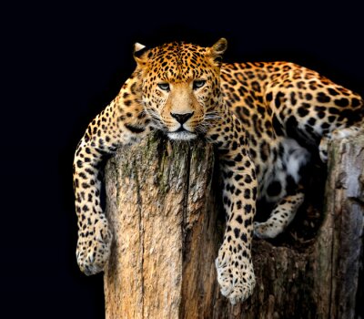Fototapete Leopard auf schwarzem Hintergrund