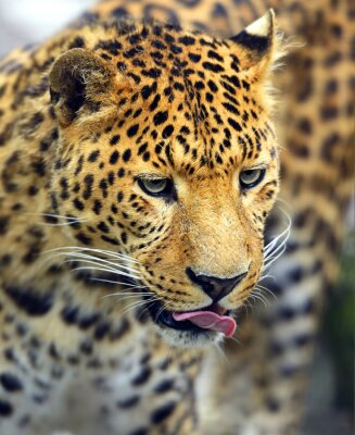 Fototapete Leopard beim Ablecken