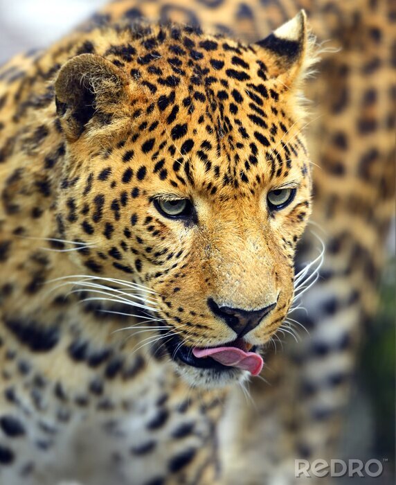 Fototapete Leopard beim Ablecken