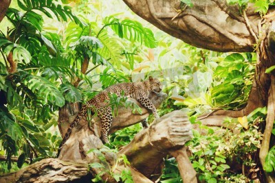 Fototapete Leopard im Dschungel