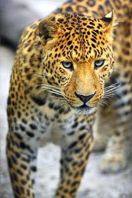 Leopard im Gehege im Zoo