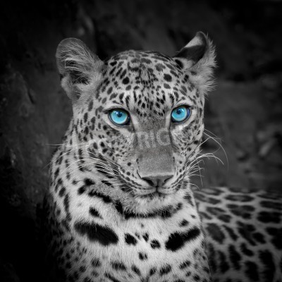 Fototapete Leopard mit blauen augen