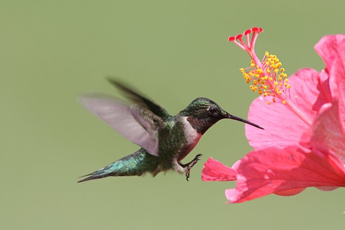 Fototapete Leuchtender Kolibri auf grünem Hintergrund