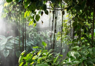 Fototapete Lianen im Regenwald