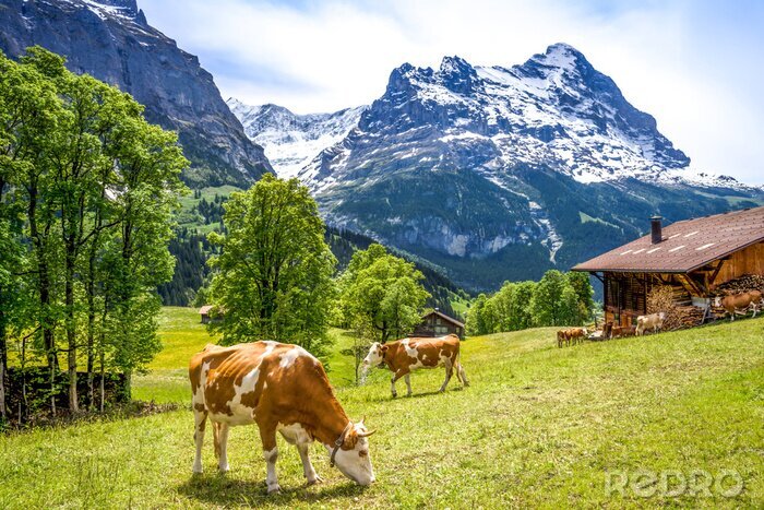 Fototapete Lichtung mit Kühen in den Bergen