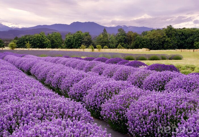 Fototapete Lichtung mit Lavendel