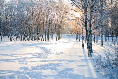 Fototapete Lichtung Schnee und Birken