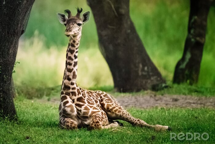 Fototapete Liebliche Giraffe im Grünen liegend