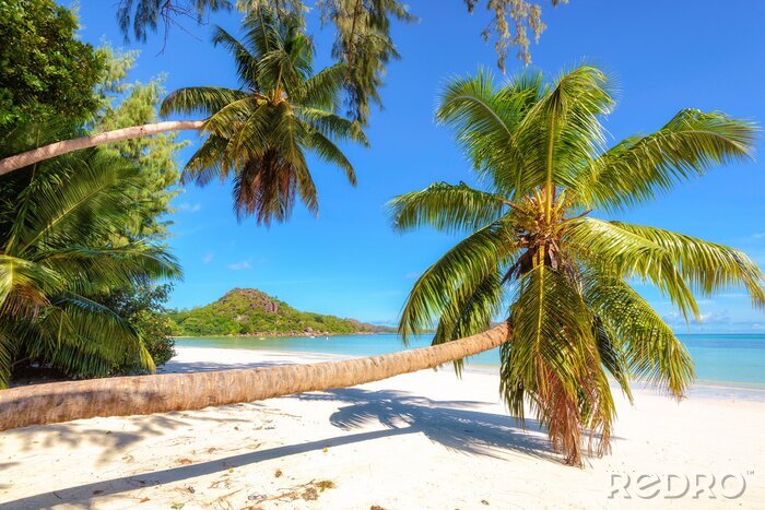 Fototapete Liegende Palmen am Strand