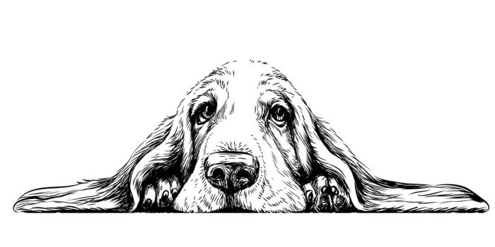 Fototapete Liegender Basset-Hund