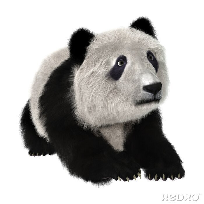 Fototapete Liegender panda-teddybär
