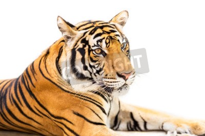 Fototapete Liegender sibirischer tiger