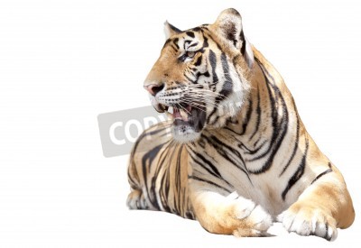 Fototapete Liegender tiger auf weißem hintergrund