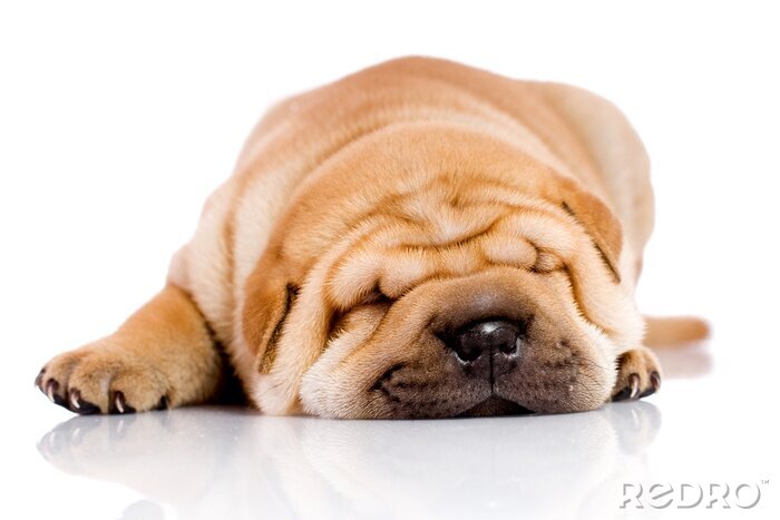 Fototapete Liegender Welpe shar pei