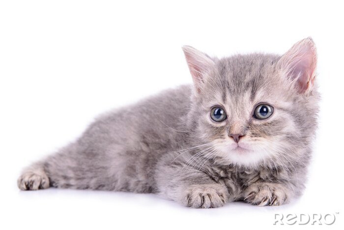 Fototapete liegendes Kätzchen auf einem hellen Hintergrund