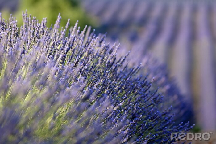 Fototapete Lila Blüten in einem Lavendelfeld im Sommer, Valensole, Provence, Frankreich.