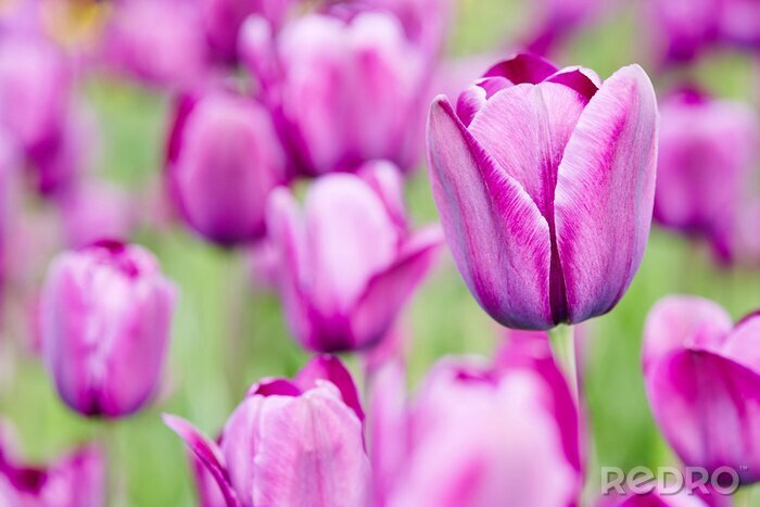 Fototapete Lila Blumen auf einem grünen Hintergrund