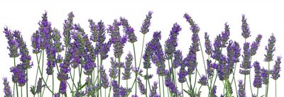Lila lavendelfarbene Blumen in einer Reihe