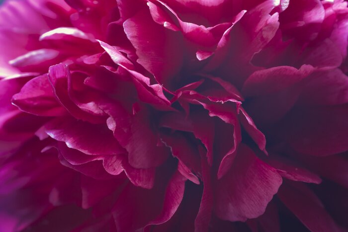 Fototapete Lila Pfingstrosenblätter