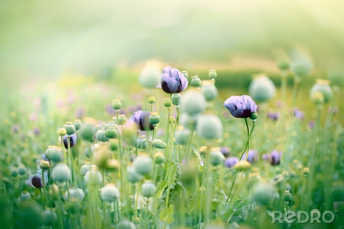 Fototapete Lilafarbene Mohnblumen auf dem Feld