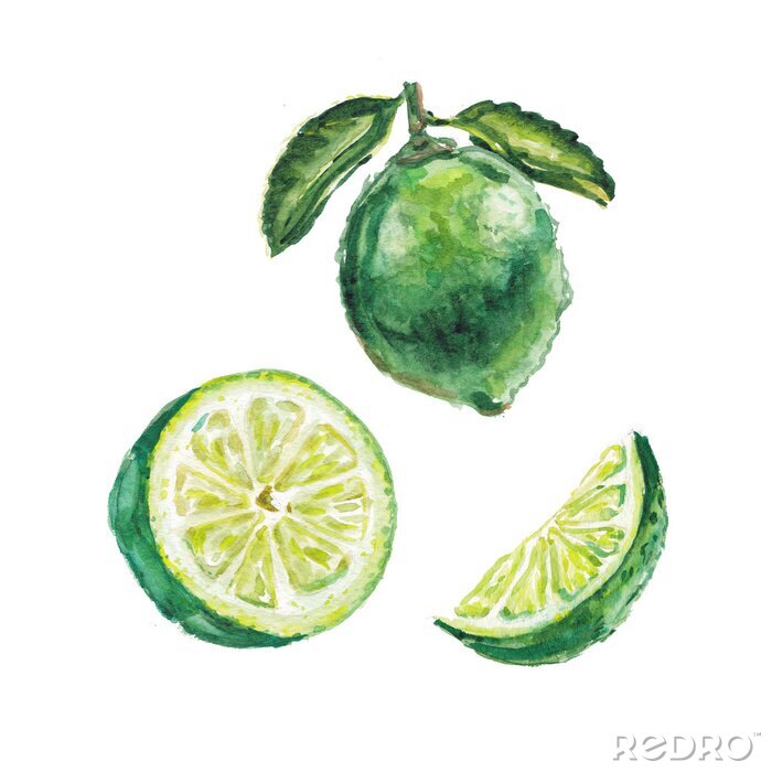 Fototapete Limone Zeichnung mit Aquarellfarben auf weißem Hintergrund