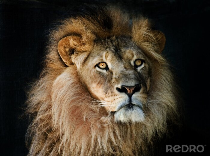 Fototapete Löwe auf dunklem Hintergrund