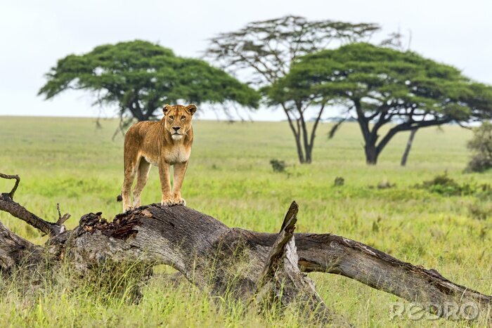 Fototapete Löwe auf Safari in Afrika