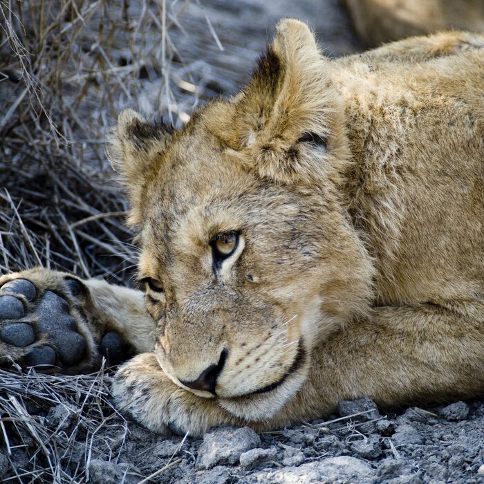 Fototapete Löwe auf schwarzen Felsen