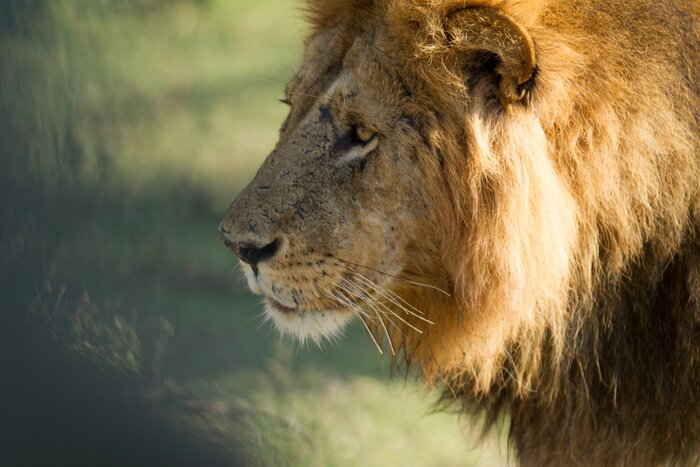 Fototapete Löwe auf verschwommenem Hintergrund