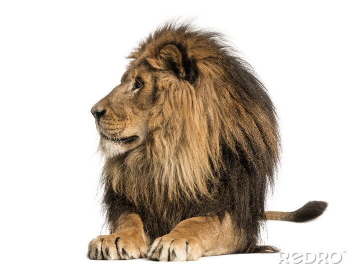 Fototapete Löwe  auf weißem Hintergrund
