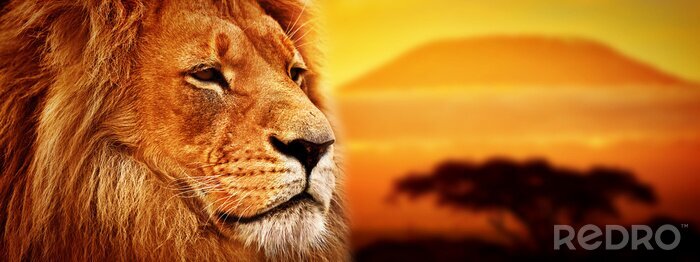 Fototapete Löwe bei Sonnenuntergang in Afrika