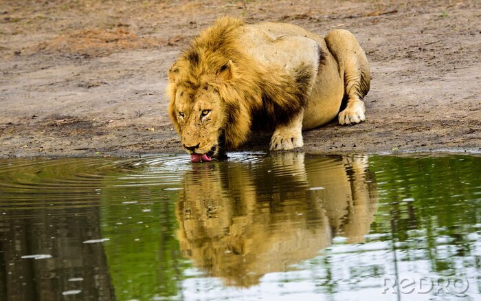 Fototapete Löwe beim Wassertrinken