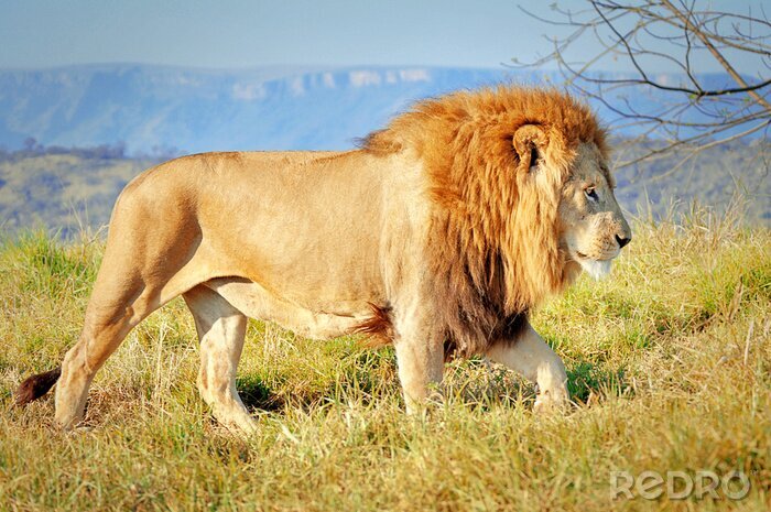 Fototapete Löwe in Afrika