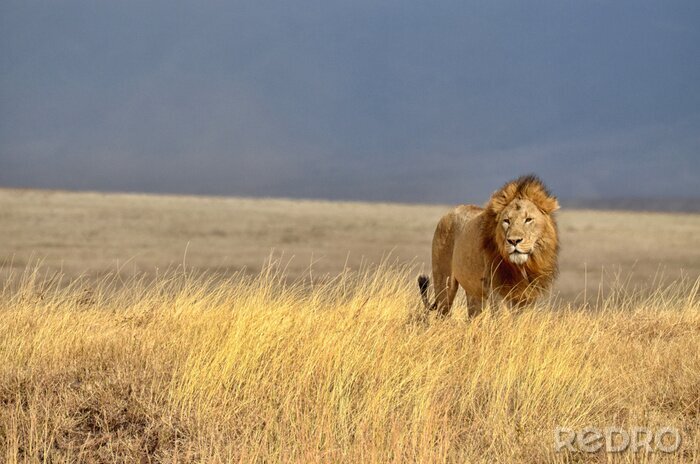 Fototapete Löwe in der afrikanischen Savanne