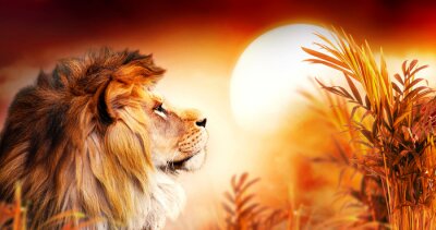 Fototapete Löwe in der Savanne bei Sonnenuntergang