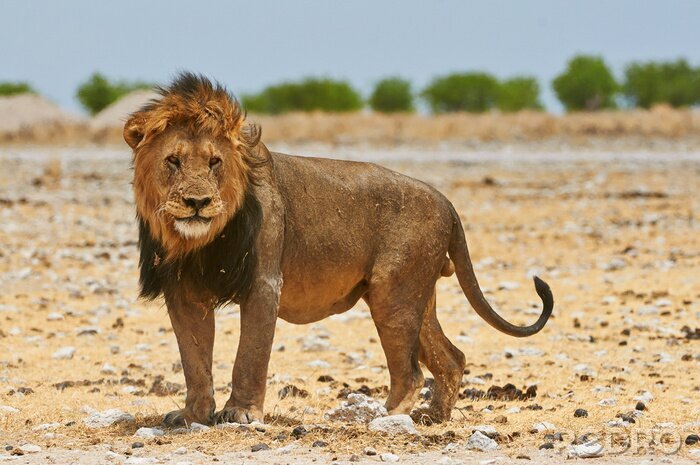 Fototapete Löwe in einem Nationalpark