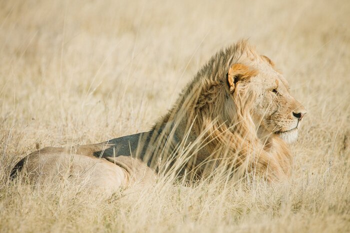 Fototapete Löwe inmitten der Gräser liegend