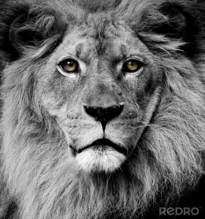 Fototapete Löwe mit braunen Augen