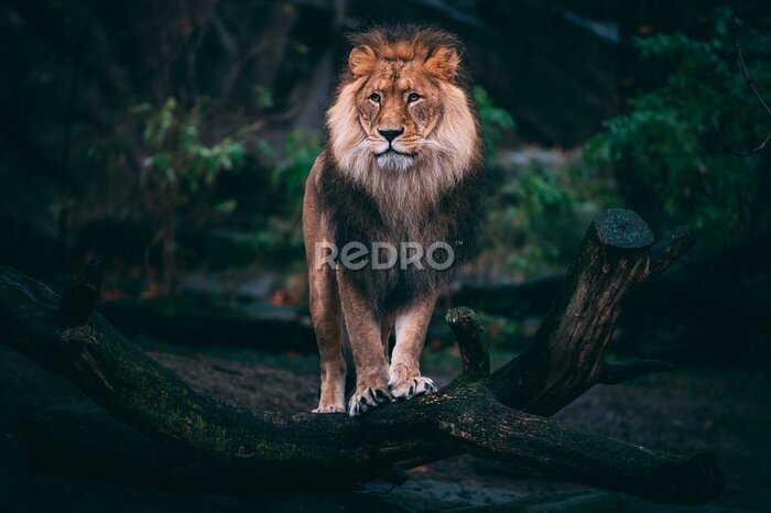 Fototapete Löwe mit üppiger Mähne im Dschungel