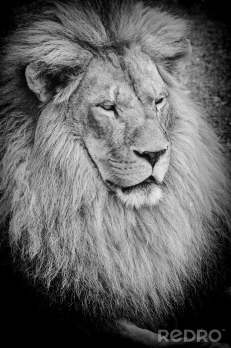 Fototapete Löwe Schwarz Weiß mit einer Mähne