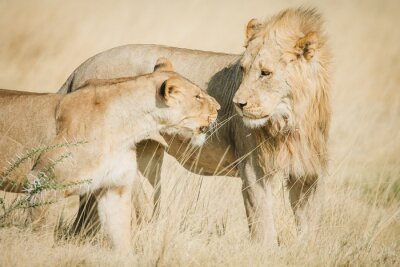 Fototapete Löwe und Löwin auf einer Lichtung