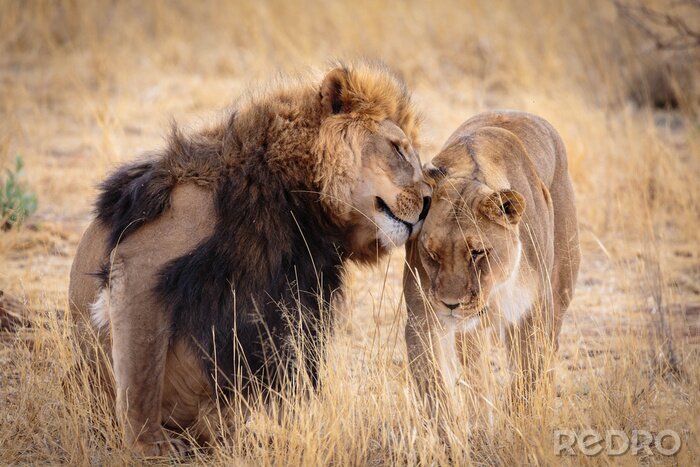 Fototapete Löwe und Löwin im hohen Gras