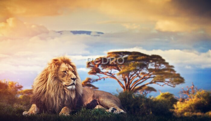 Fototapete Löwe vor dem Hintergrund einer schönen Safari-Landschaft