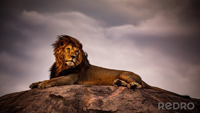 Fototapete Löwe vor dem Hintergrund eines bewölkten Himmels
