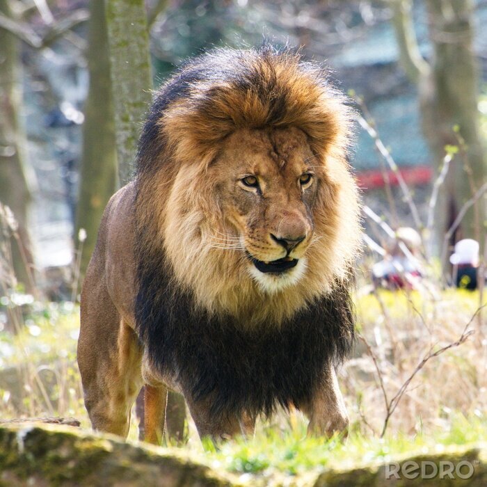 Fototapete Löwe vor dem Zoo