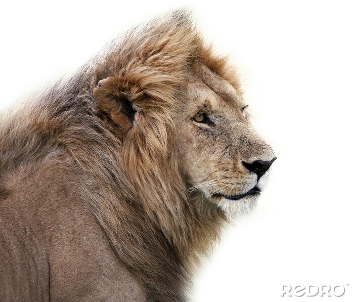 Fototapete Löwe vor einem hellen Hintergrund
